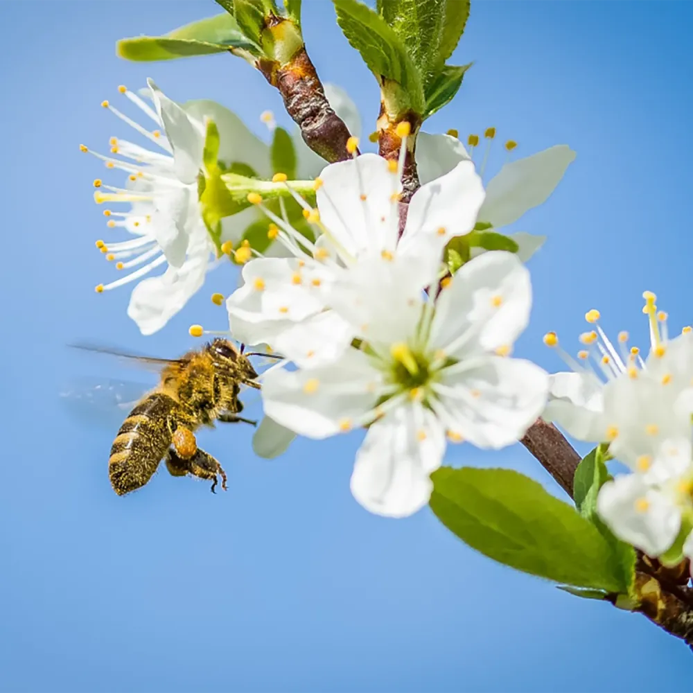 Honeybee collecting pollen from white blossoms on a tree branch against a clear blue sky.